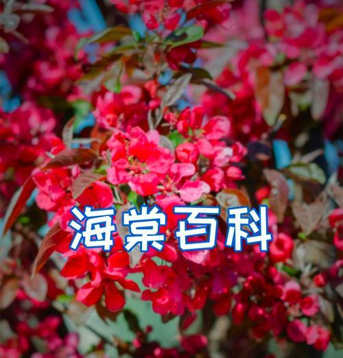冰雪海棠的寓意和花语有何特别之处？