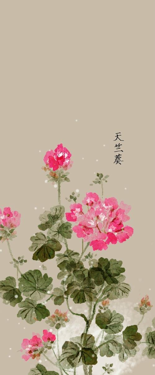 八月兔花的寓意是什么？花语中隐藏了哪些秘密？