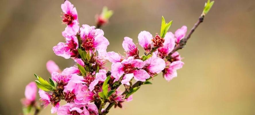 八月兔花的寓意是什么？花语中隐藏了哪些秘密？
