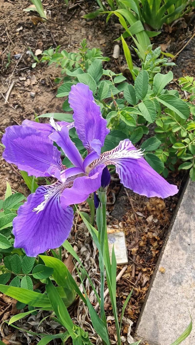 哪些花适合送给女孩子？它们的花语又是什么？