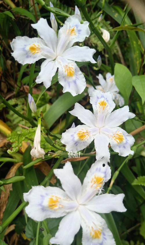 哪些花适合送给女孩子？它们的花语又是什么？