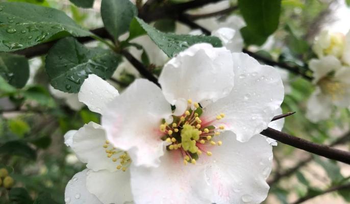 海棠对应的花语和寓意是什么？它传达了怎样的信息？