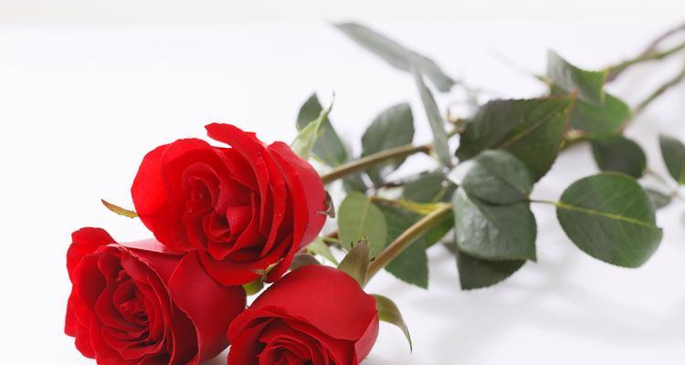 不同种类的玫瑰花寓意有何不同？