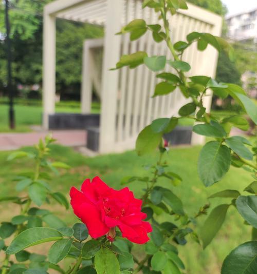 月季花的花语功效特点有哪些？