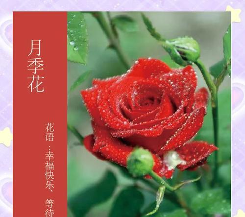 月季花的花语功效特点有哪些？