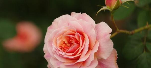 19朵粉玫瑰的花语代表什么？