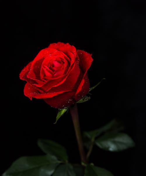 哪种花象征热烈而经久的爱情？