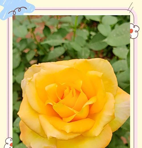 等你离开的花语是什么意思？哪种花代表等待？