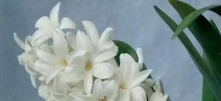 等你离开的花语是什么意思？哪种花代表等待？
