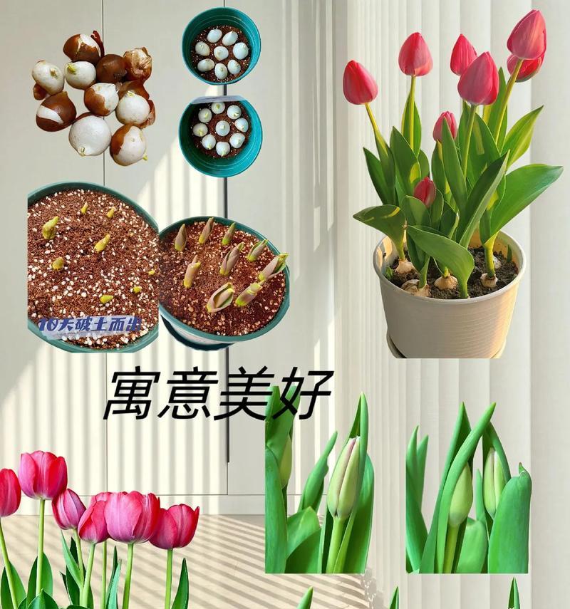 浪漫幸福的花语有哪些？