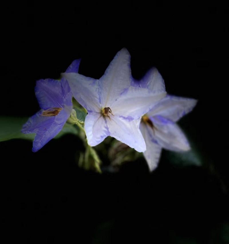 小乔的真爱花语是什么？这种花语代表了什么特别的情感？
