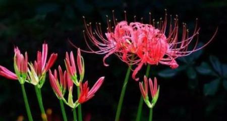 小乔的真爱花语是什么？这种花语代表了什么特别的情感？