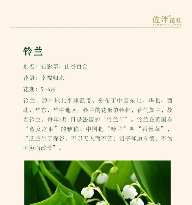 鬼脸铃兰的花语有何含义？鬼脸铃兰象征什么？