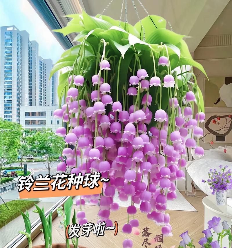 鬼脸铃兰的花语有何含义？鬼脸铃兰象征什么？