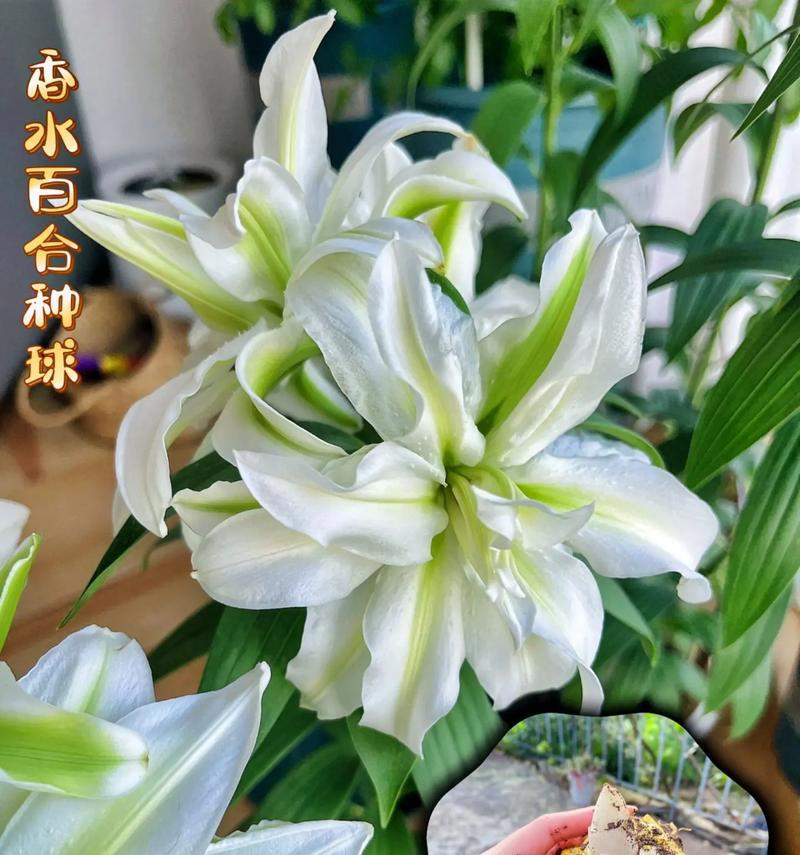 百合花的花语有哪些含义？