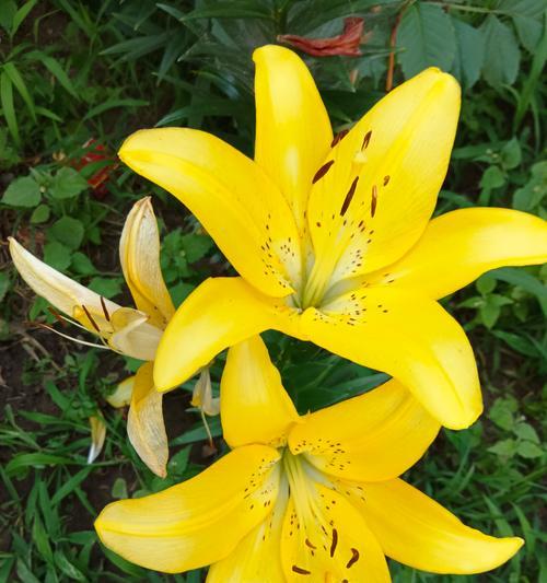 百合花的花语有哪些含义？