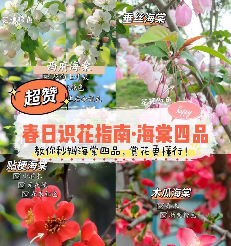 海棠花对恋人的花语是什么？海棠花如何表达爱意？
