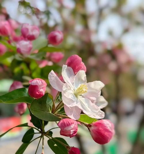 海棠花对恋人的花语是什么？海棠花如何表达爱意？