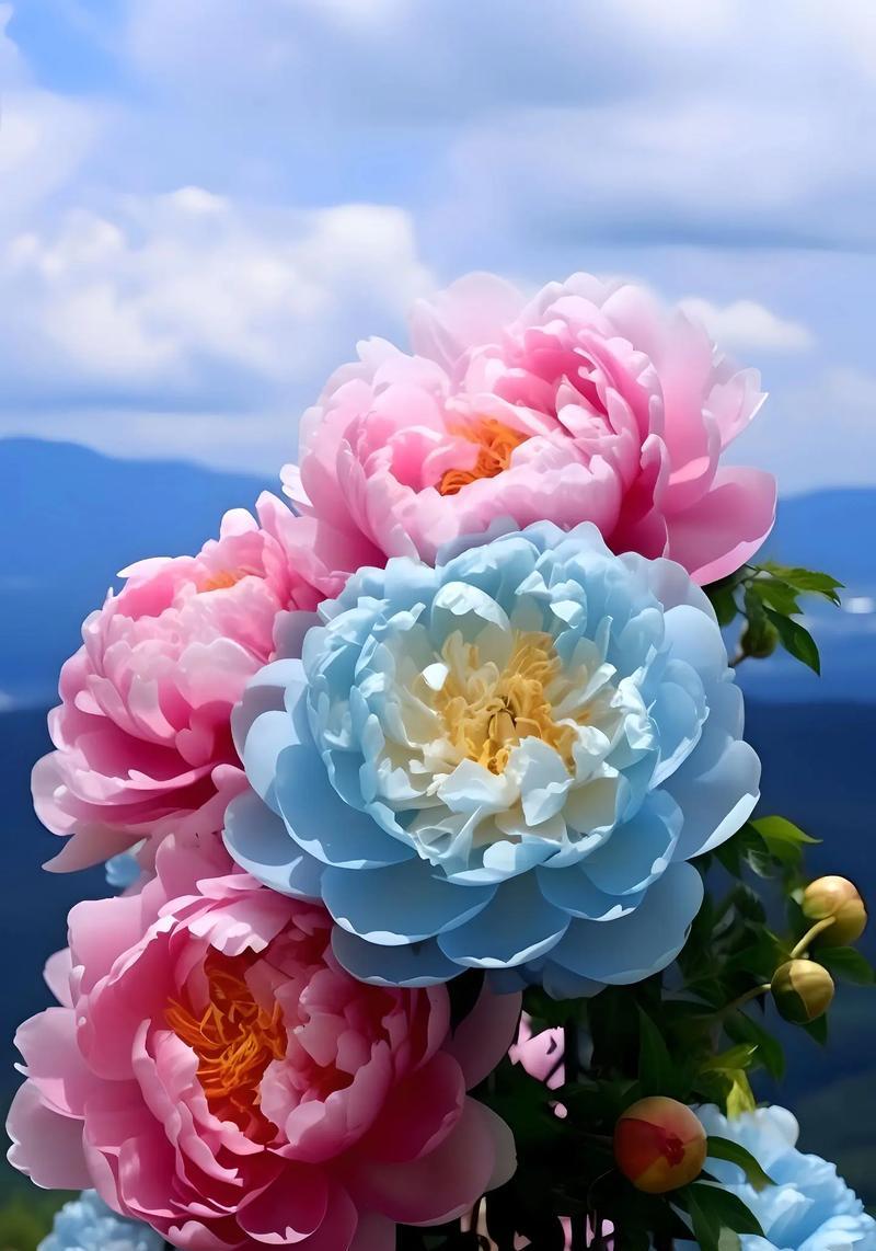 牡丹作为礼物的花语是什么？它代表了什么？