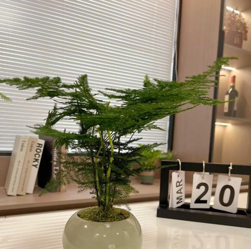 文竹的花语蕴含了哪些寓意？