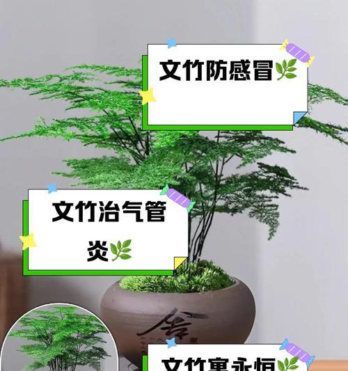 文竹的花语蕴含了哪些寓意？