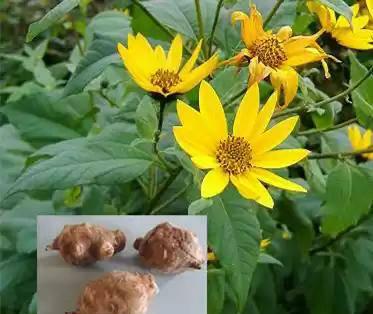 辉腾花的蒙语花语是什么？