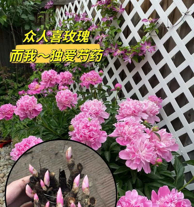 万千块钱的花语是什么呢？这种花语在送礼中有何意义？