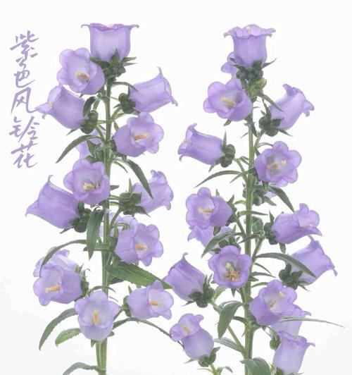 燕儿飞草的花语有哪些？在送花时如何选择？