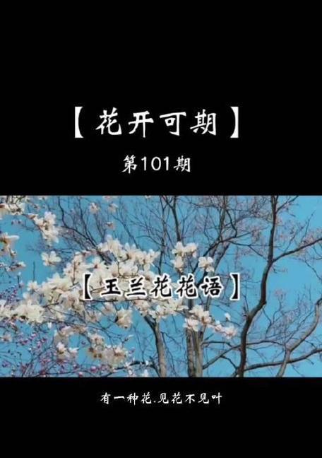 玉兰花的花语有哪些简短而深刻的句子？