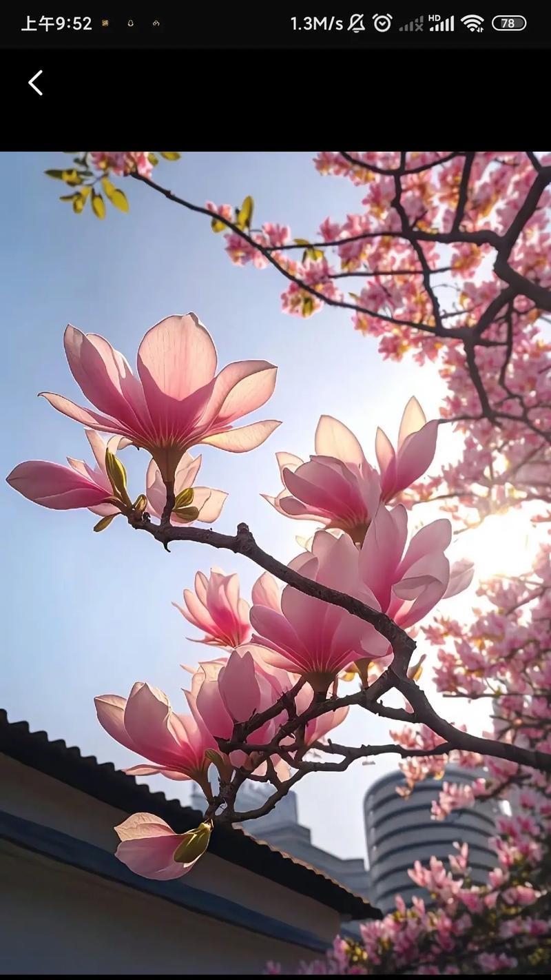 玉兰花的花语有哪些简短而深刻的句子？