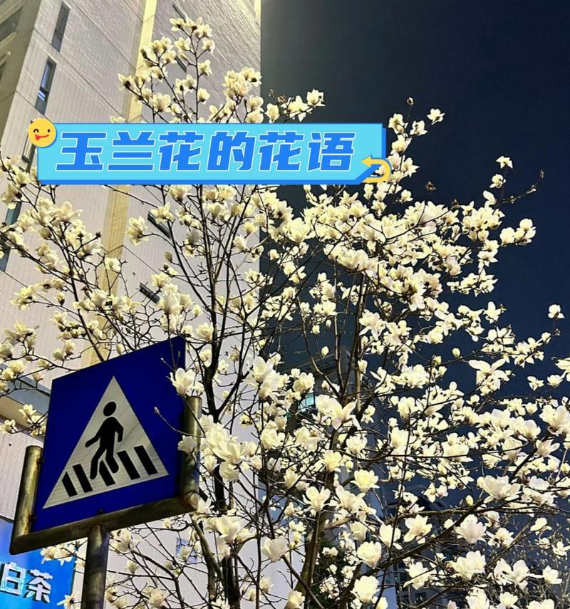 玉兰花的花语有哪些简短而深刻的句子？