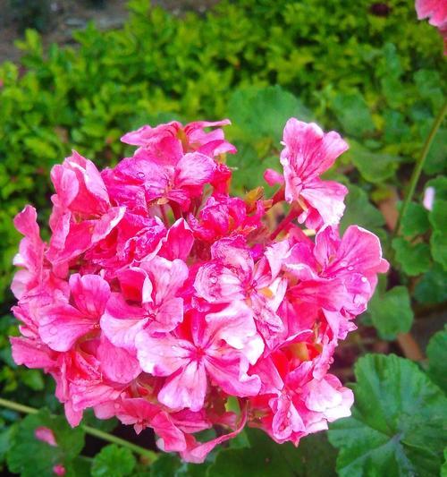可爱温柔版的花语是什么？哪种花代表可爱温柔？