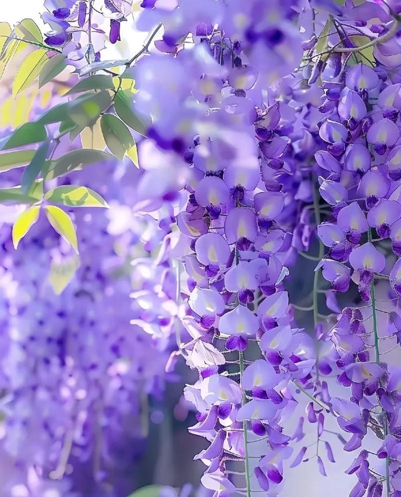 昏暗天空中哪种花的花语最为唯美？
