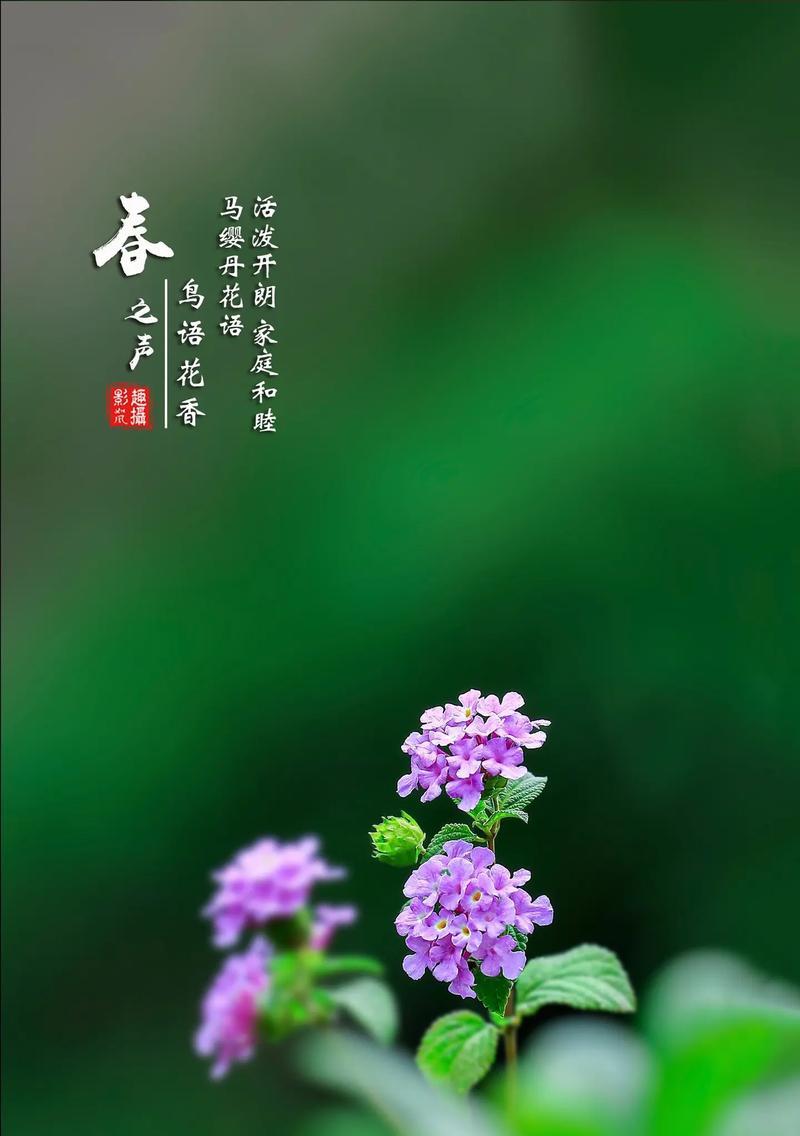 马打底花的花语代表什么？马打底花在花语文化中有何地位？