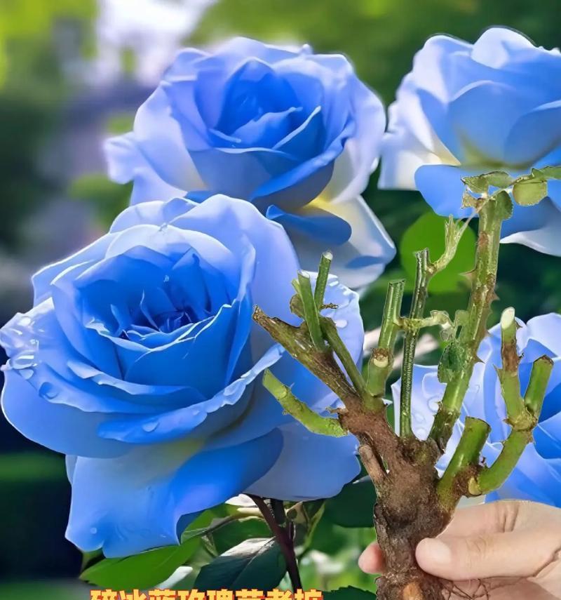 33朵碎冰蓝玫瑰花语是什么？代表了什么意义？
