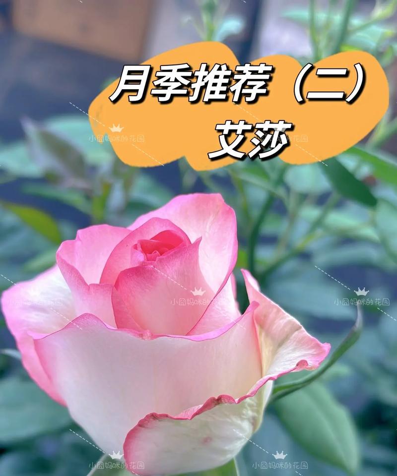 艾莎与满天星搭配的花语是什么？它们共同象征着什么？