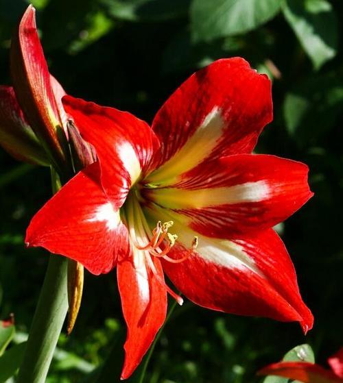 竹林花的花语含义是什么？