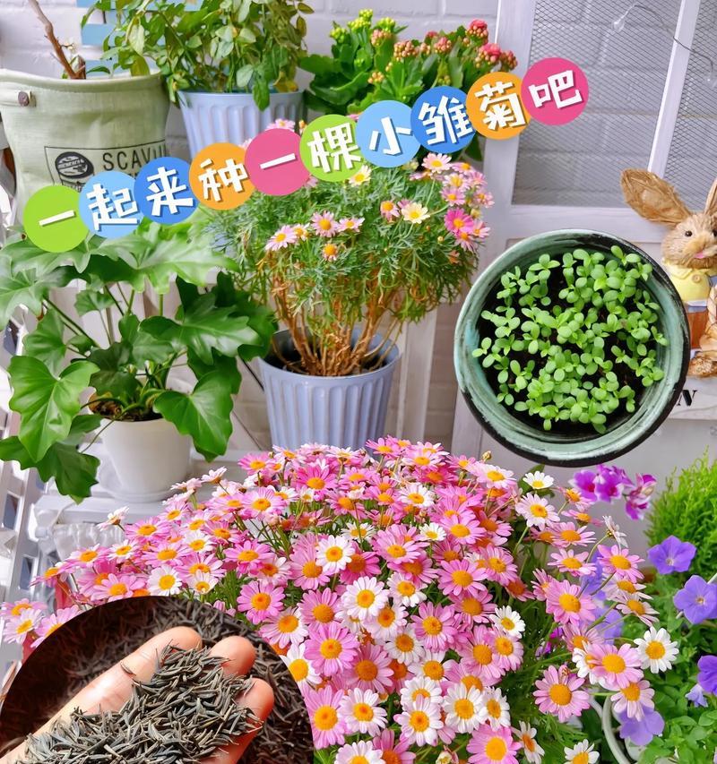树的花语拍摄手法是什么？如何用摄影表达树的花语？