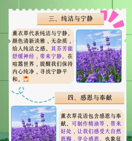 哪种花的花语最能表达深情？