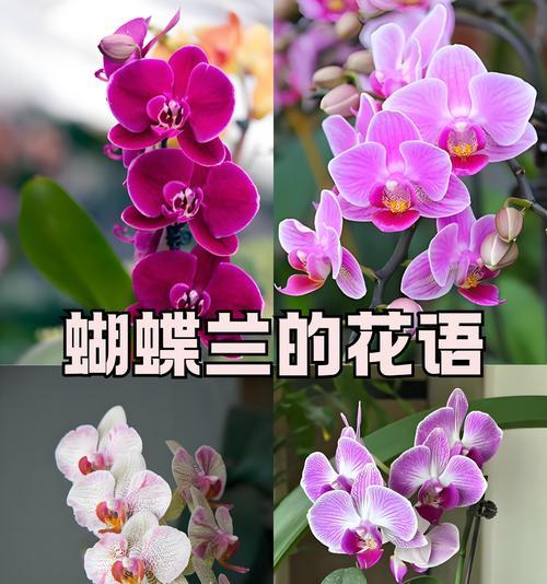 哪种花的花语最能表达深情？