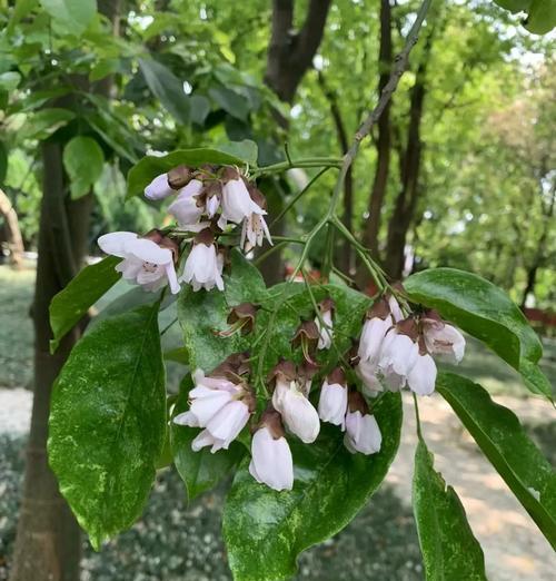 红豆象征着什么？它的花语有哪些含义？