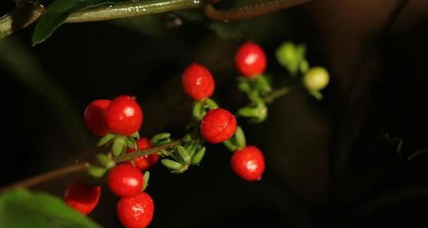 红豆象征着什么？它的花语有哪些含义？