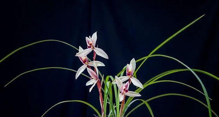 石楠花的花语代表了什么？它的象征意义是什么？
