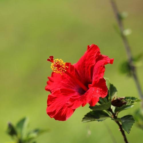 扶桑花的花语和寓意是什么？适合什么场合？