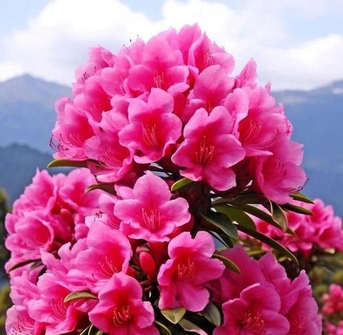 哪种花代表再见的花语？