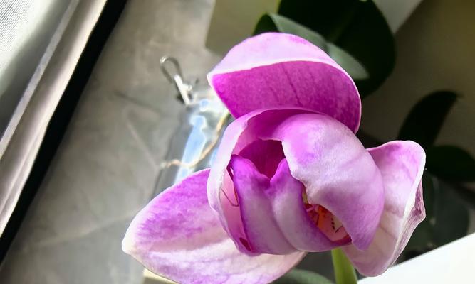 粉色红心蝴蝶兰的花语有何含义？