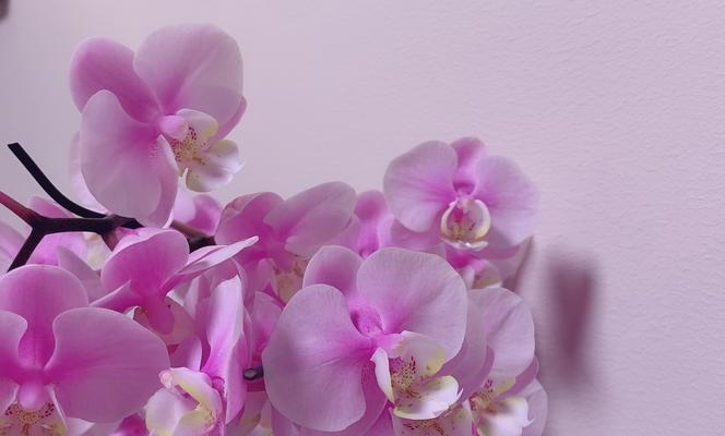 粉色红心蝴蝶兰的花语有何含义？