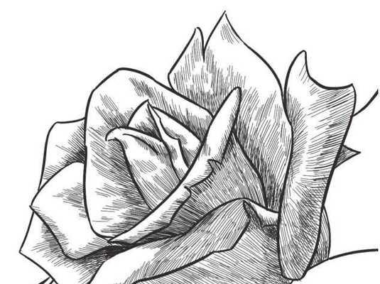 素描玫瑰花代表什么？有何特别含义？