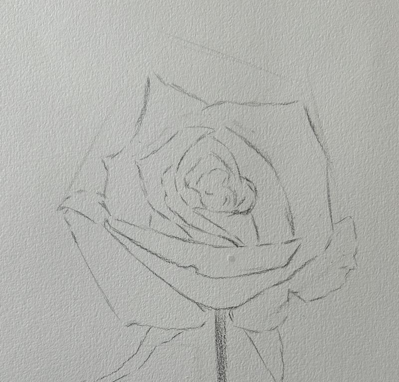素描玫瑰花代表什么？有何特别含义？