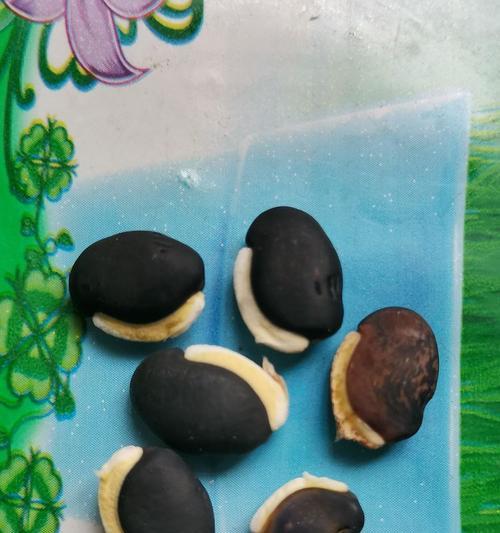 梅豆花象征着什么？